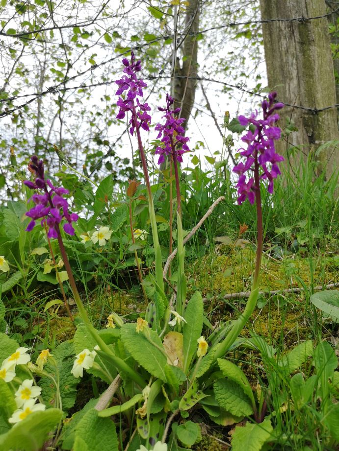 Plan général orchidée