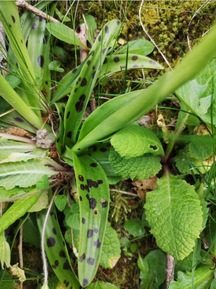 feuilles tâchetées