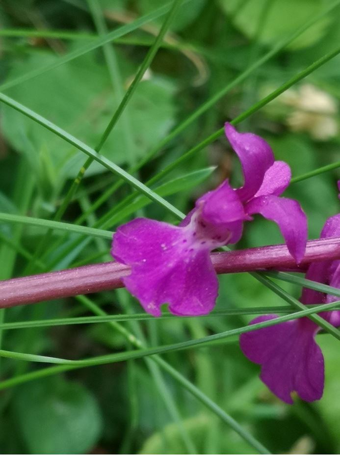 zoom sur une inflorescence