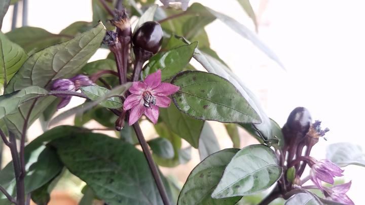 fleur de piment black pearl