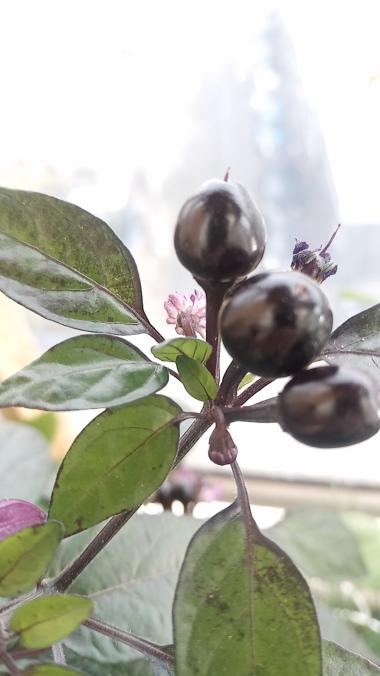 fruit piment balck pearl