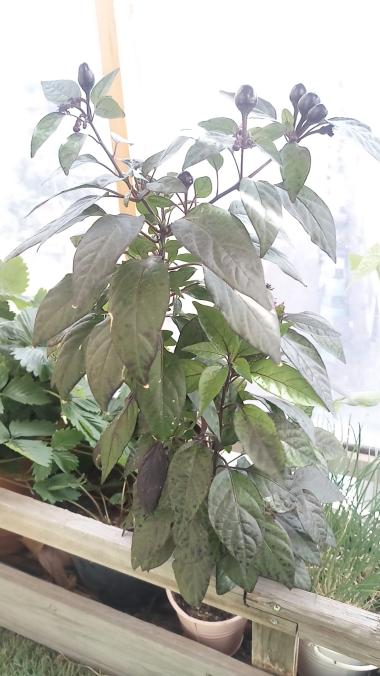 pied piment black pearl