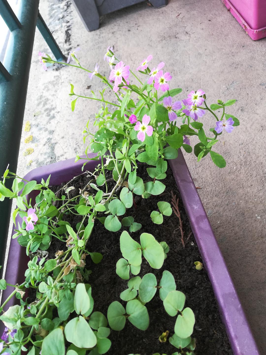 vue d'ensemble de la fleur inconnue