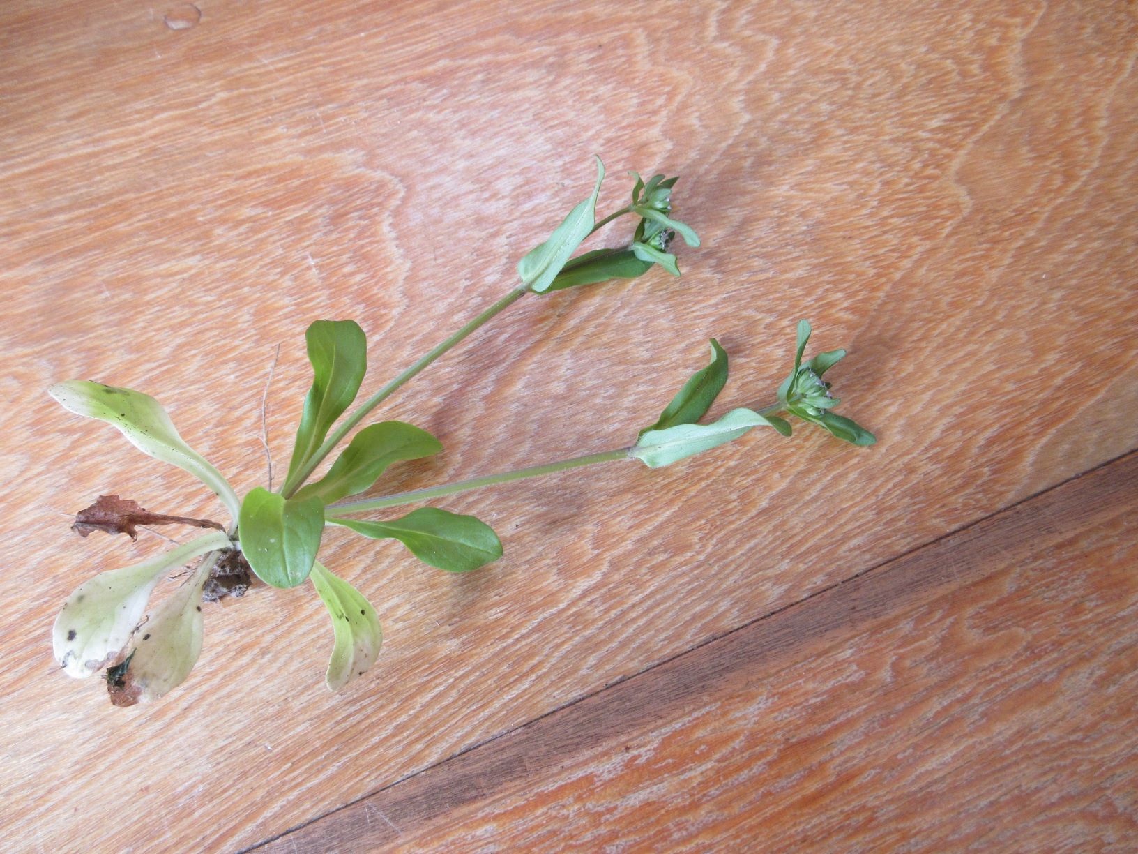Rosette de feuilles en bas de la tige. La plante se subdivise.