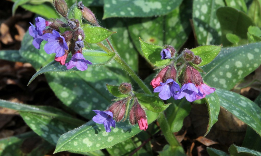 hautes de 15 à 50 cm, Les feuilles sont couvertes de poils, vertes à taches blanches. Celles de la base sont lancéolées, pointues au sommet et arrondie à la base munie d'un pétiole, celles des tiges sont alternes, allongées et sessiles. La tige est dressée, anguleuse, rameuses avec des poils rudes dans leur partie haute et portent à leur sommet les groupes de fleurs. Leur corolle est formée par 5 pétales soudés ensemble qui passent du rougeâtre, pourpre terne au bleu violacé, violet sale. Les fleurs donnent naissance à 4 akènes arrondis. Le rhizome produit, après la floraison des touffes de feuilles.