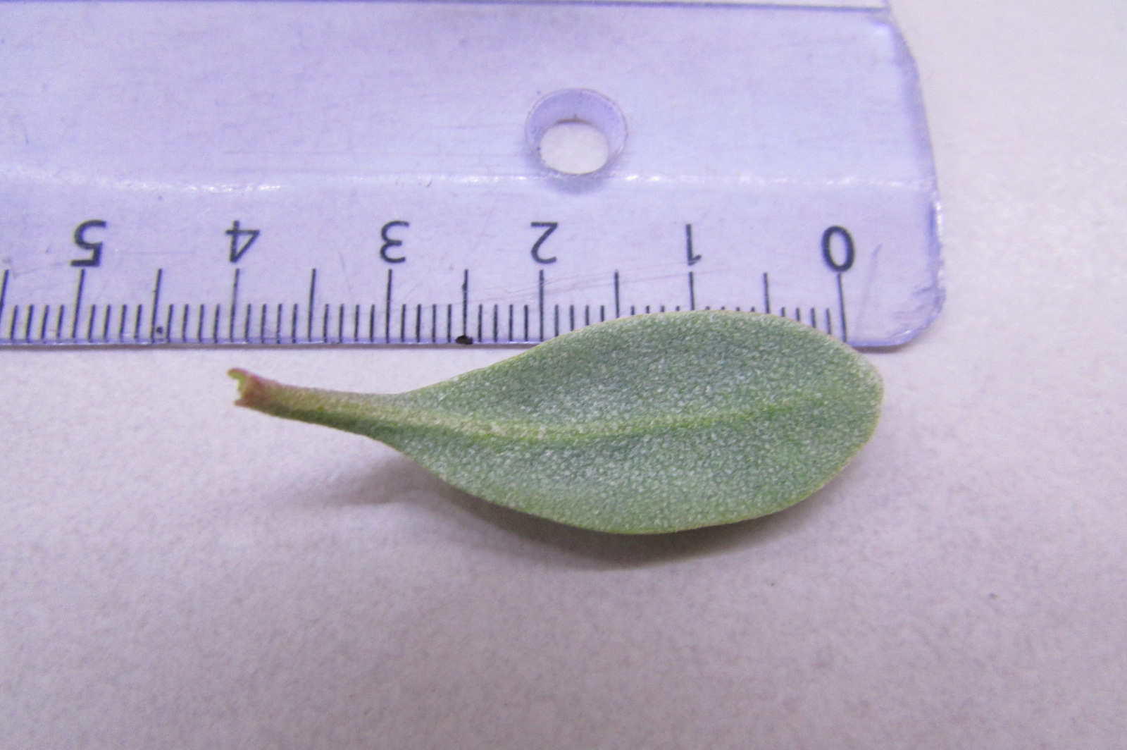 Obione tige et feuille