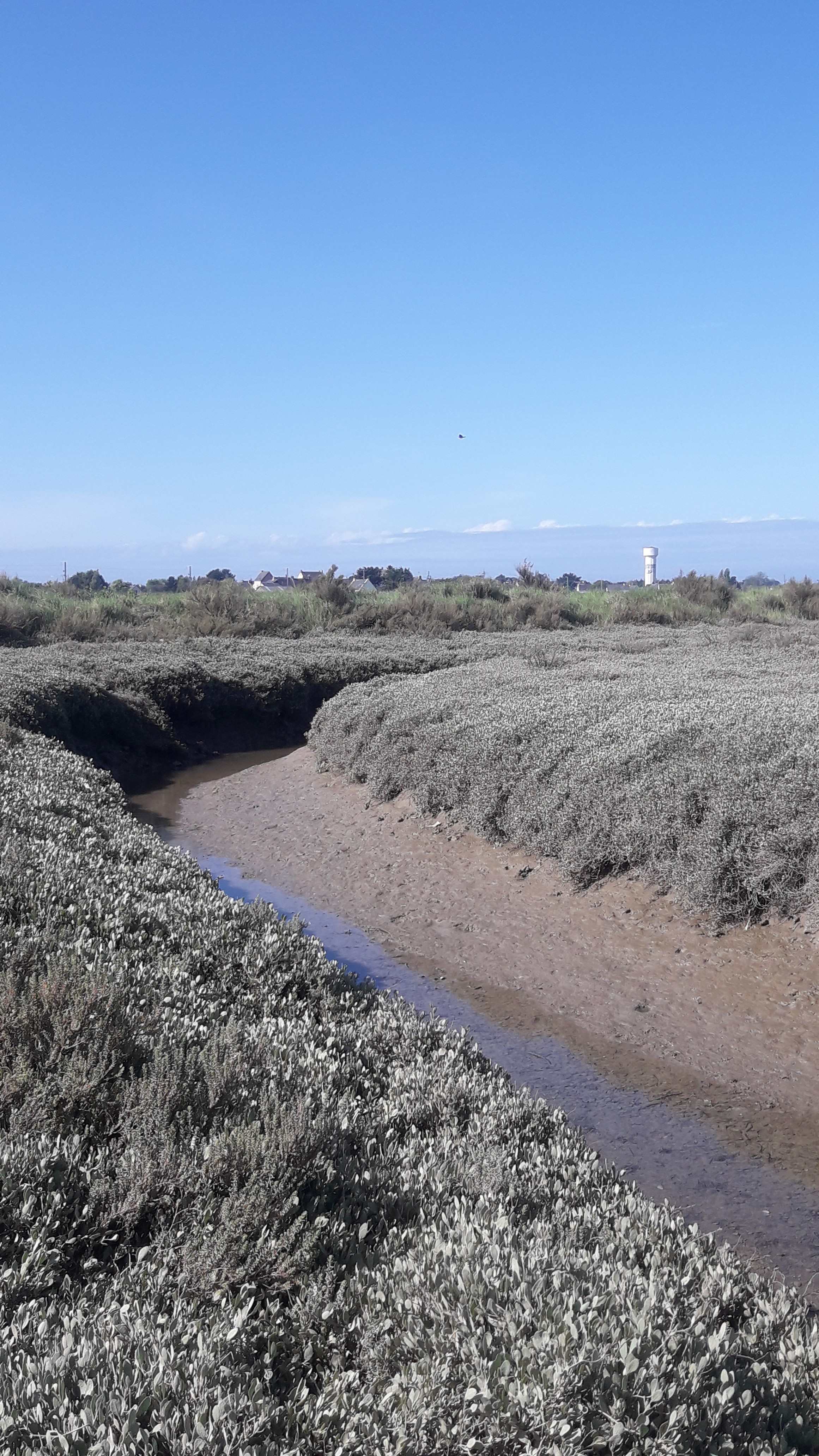 Obione tige et feuille