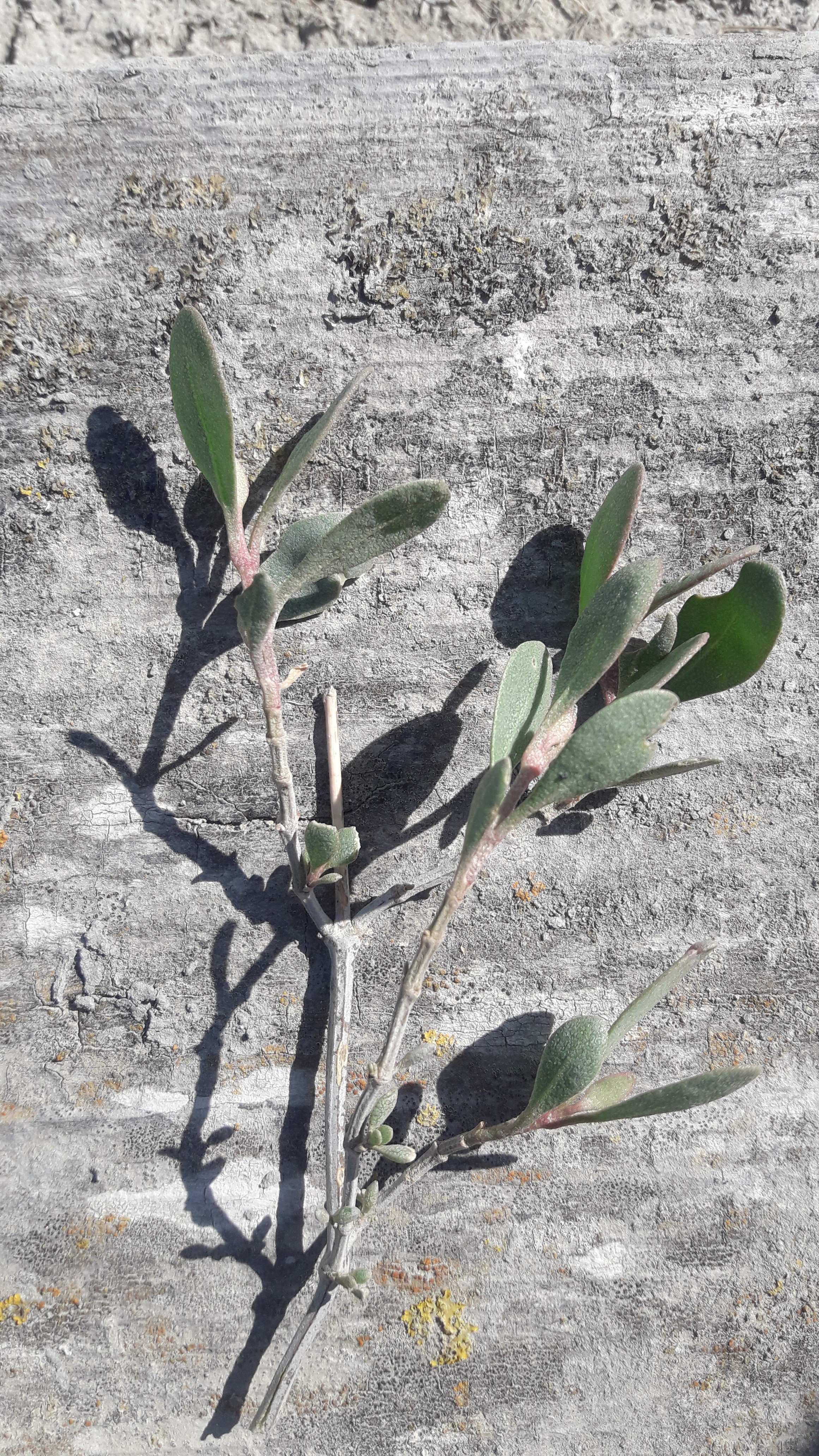 Obione tige et feuille