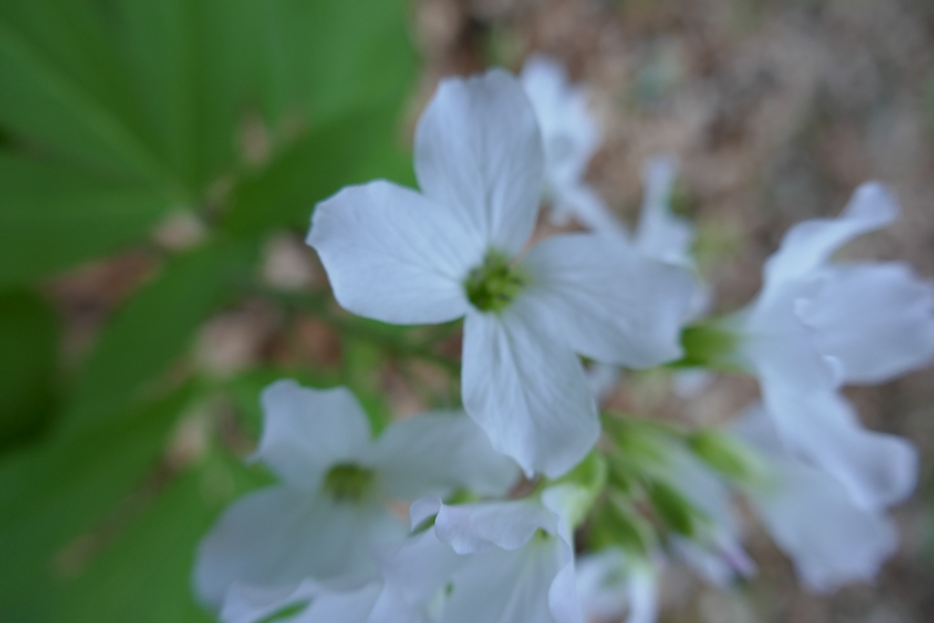Gros plan d'une fleur