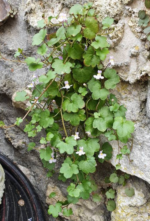 Plante avec des feuilles arrondies et fleurs mauve pâle et coeur jaune