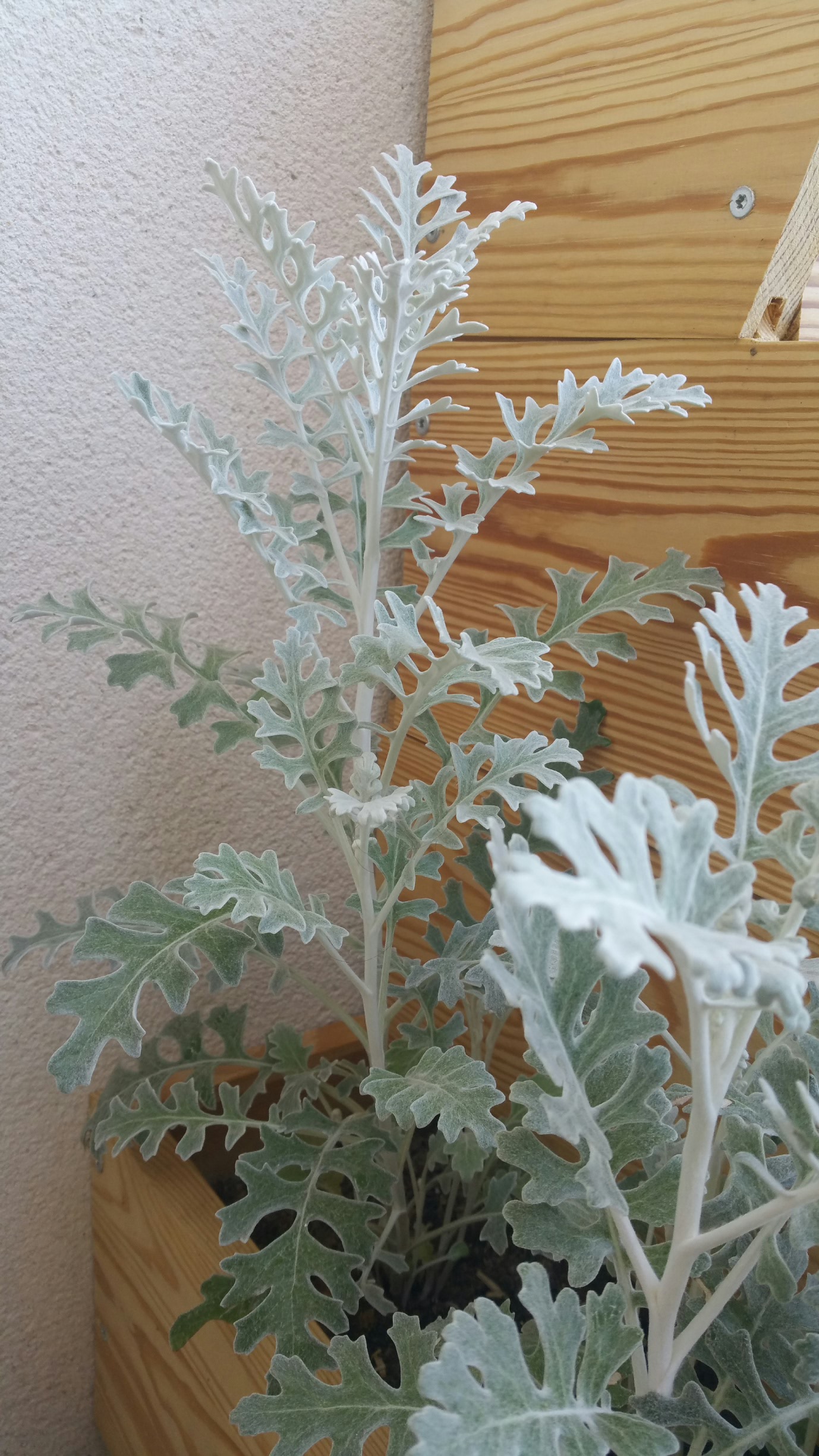 Vue générale cinéraire maritime