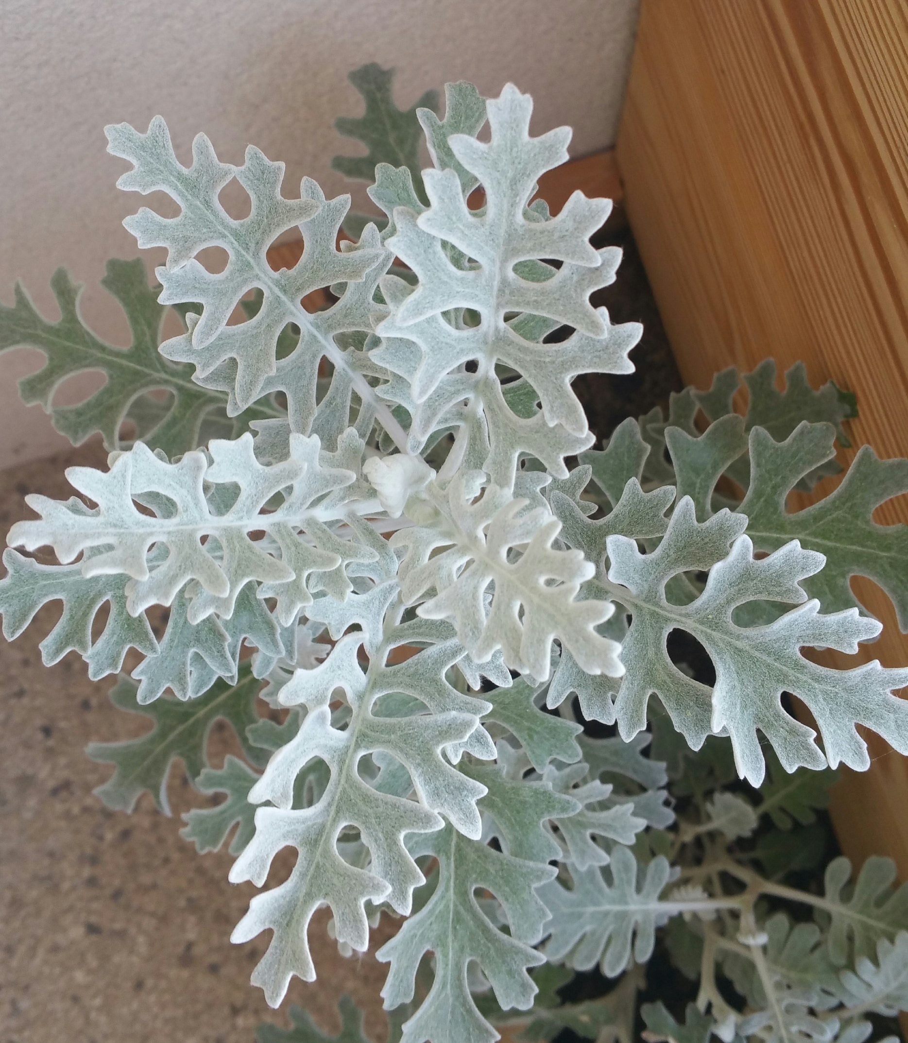 Vue de dessus cinéraire maritime