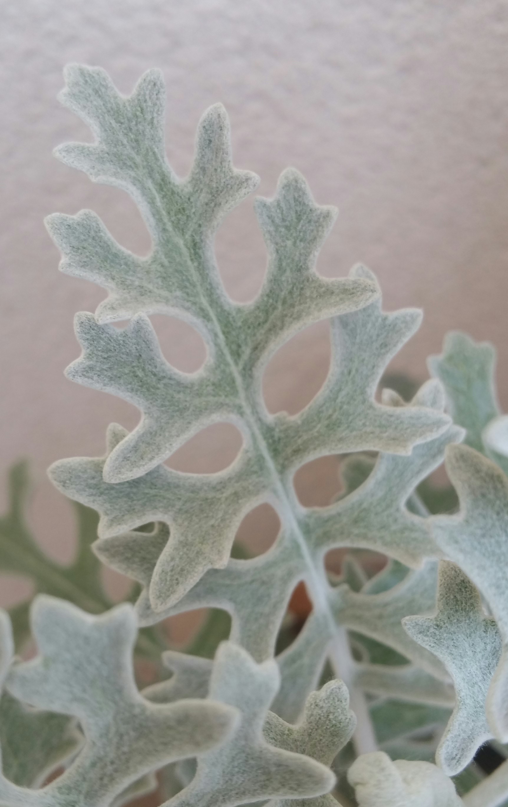 Feuille cinéraire maritime