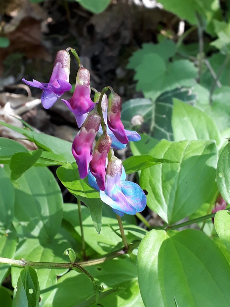 Gesse printanière 1