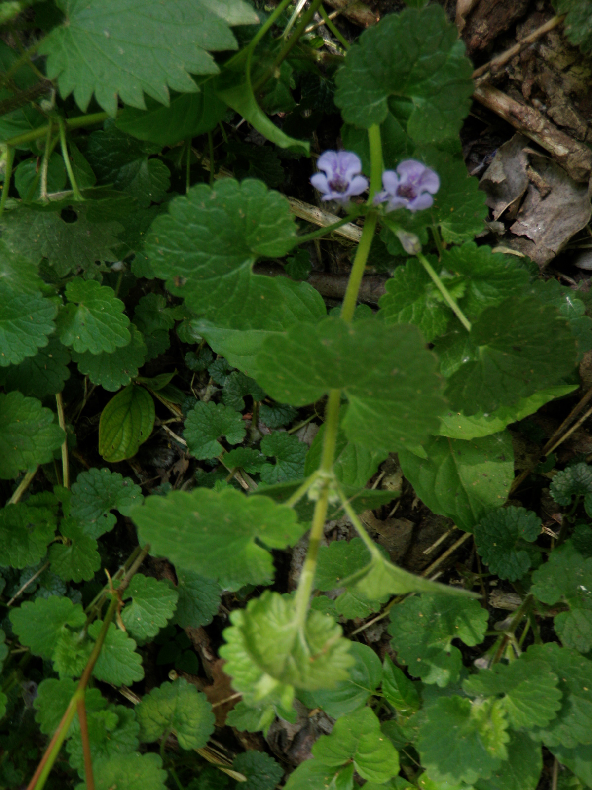 Glechoma hederacea L.