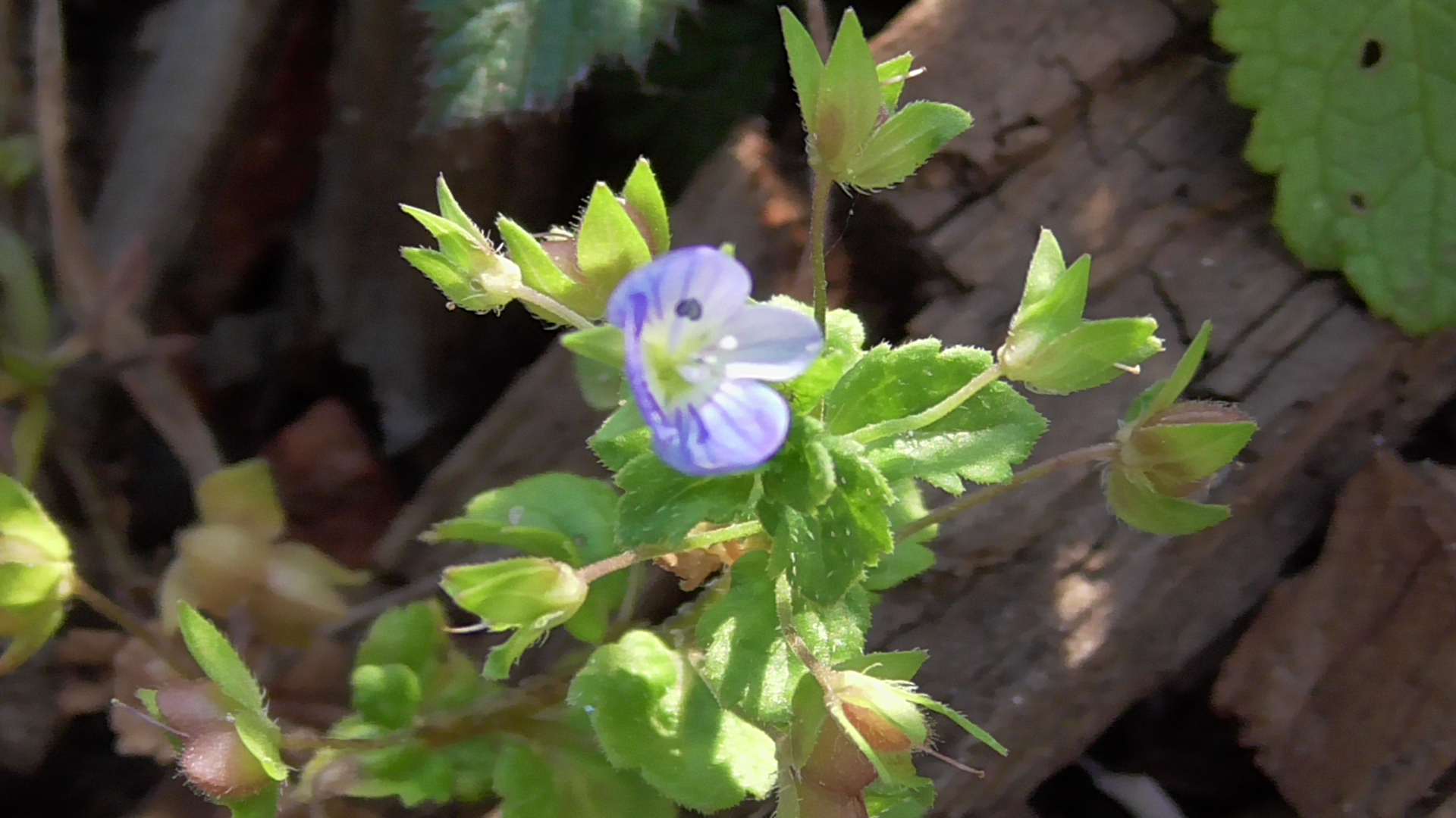 fleur véronique de Perse
