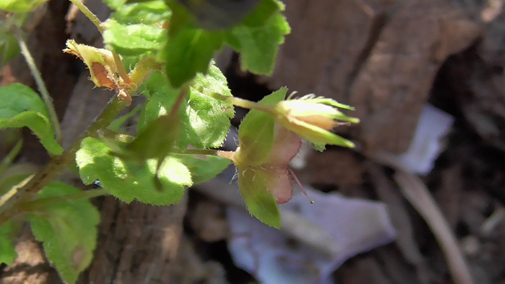 fruit de la véronique de perse