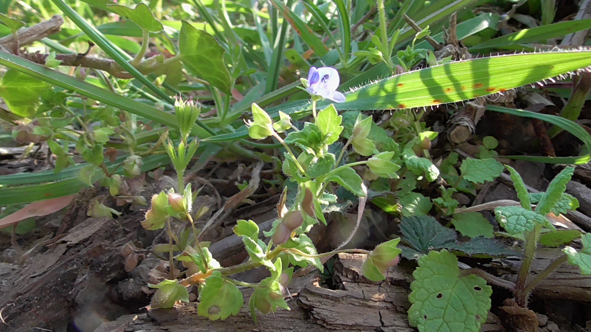 vue d'ensemble véronique de Perse