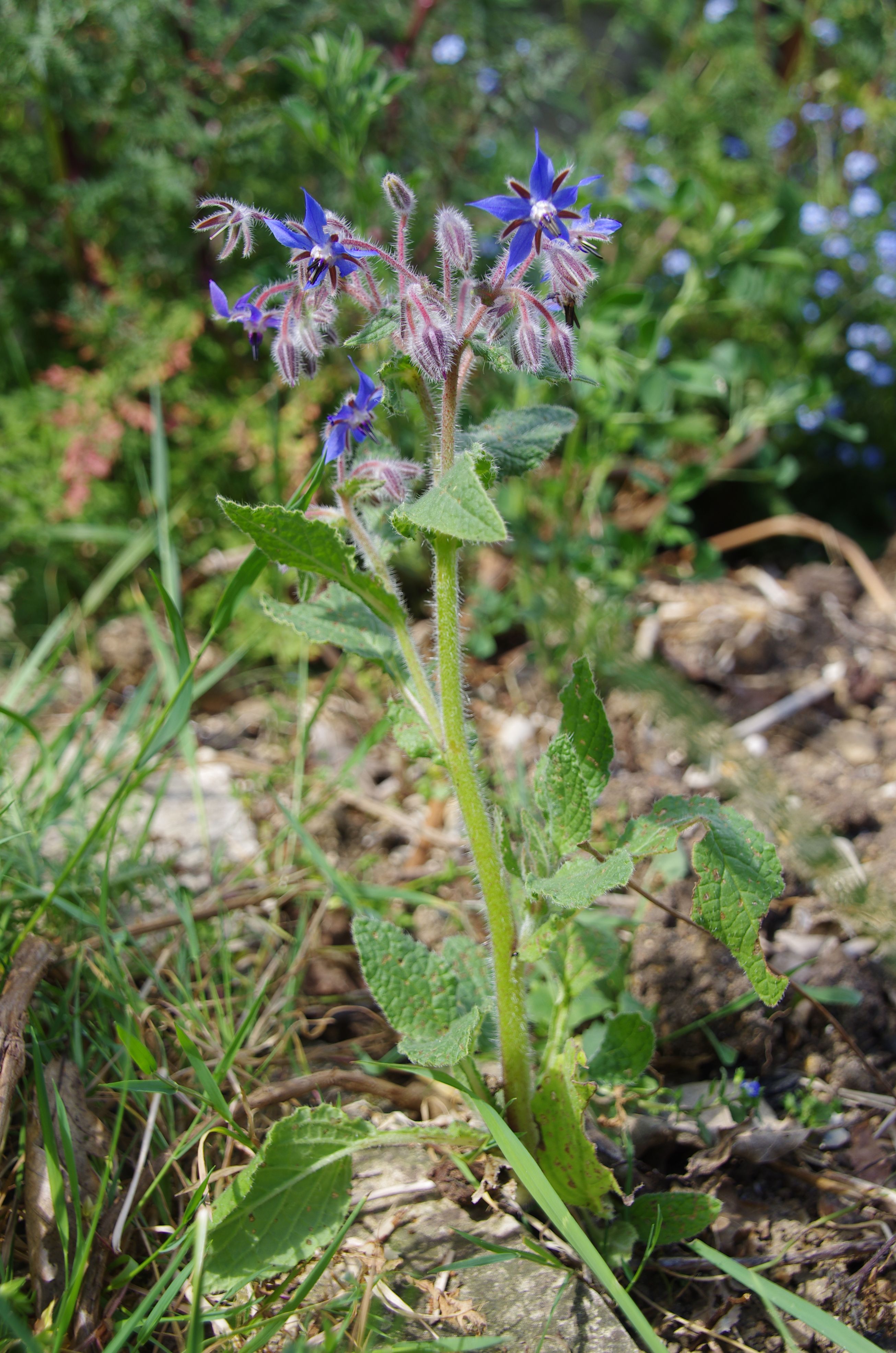 bourrache vue d'ensemble