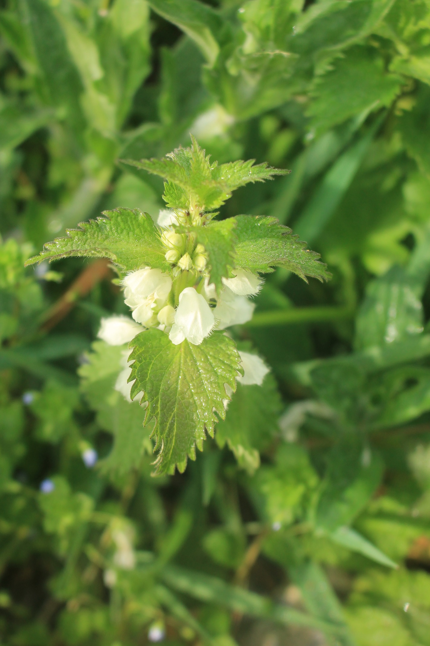 jeune ortie blanche en fleurs vue de dessus