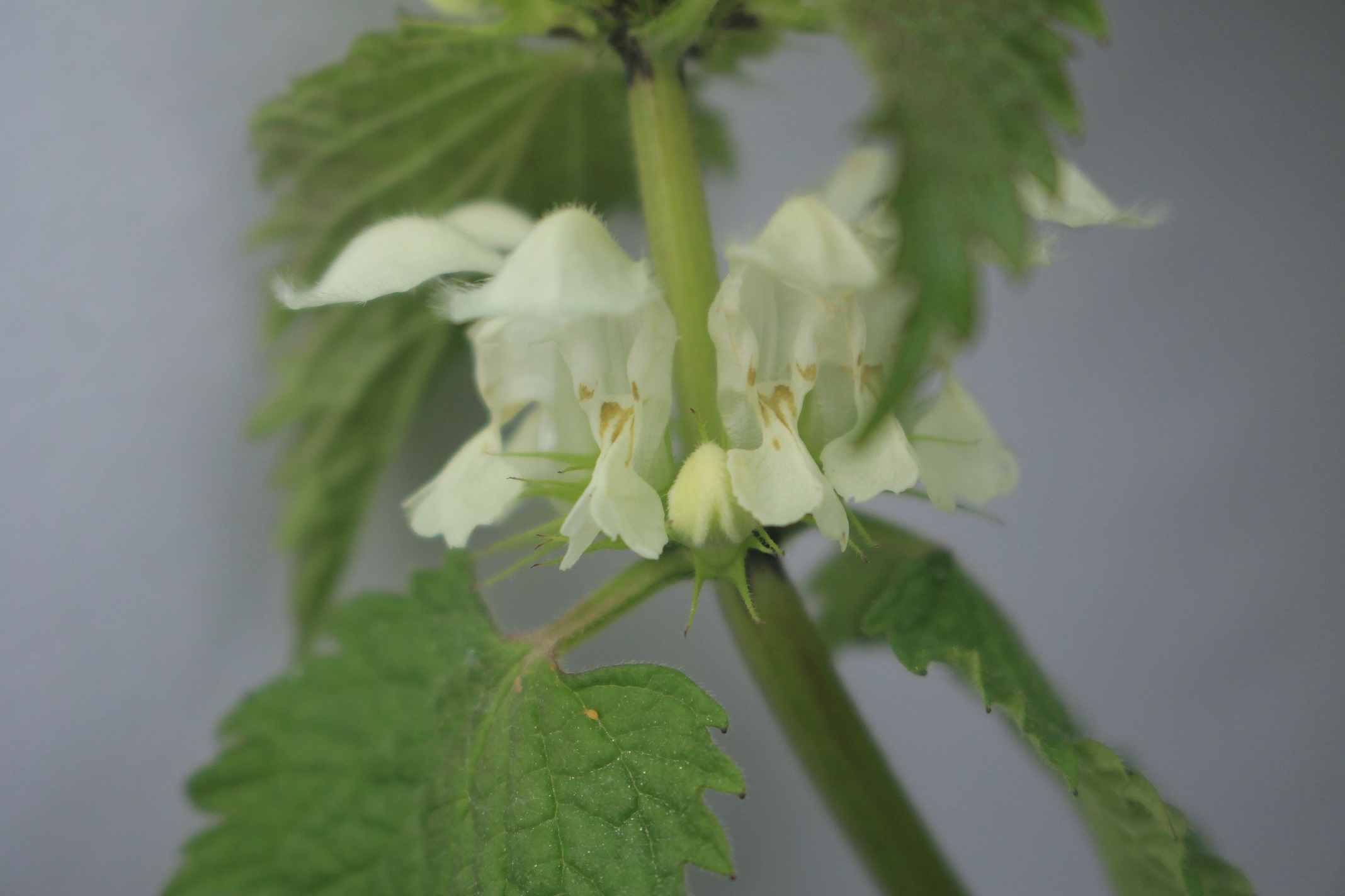 gros plan des fleurs blanches de l'ortie blanche