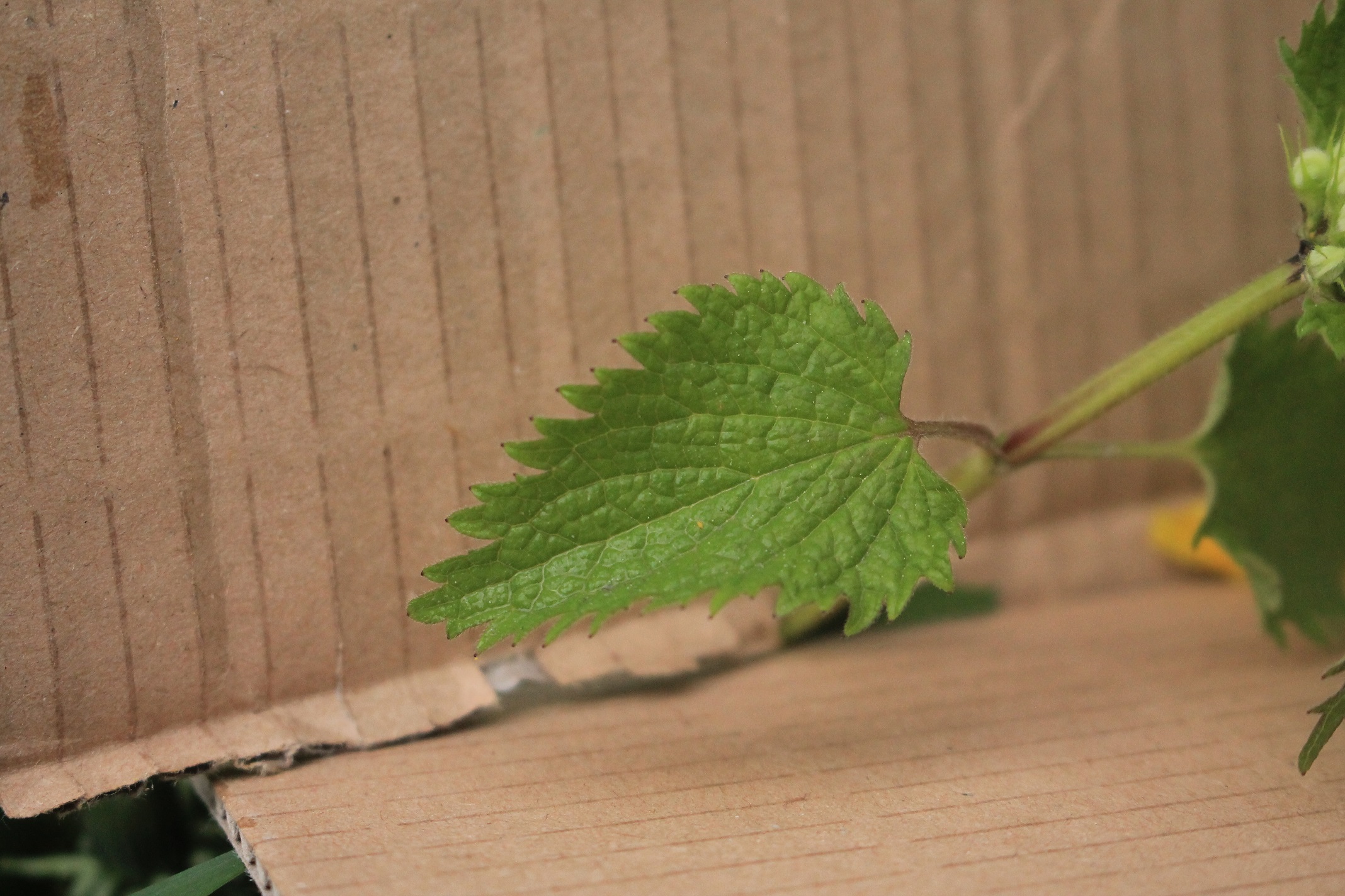 gros plan d'une feuille d'ortie blanche