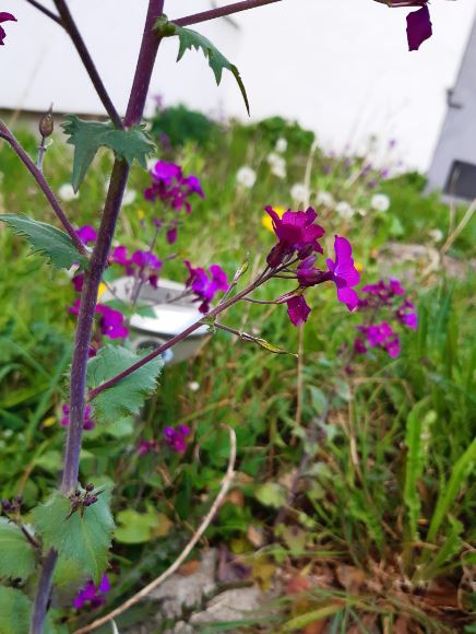 Voici les fleurs de côté, on peut aussi voir deux fruits ou graines