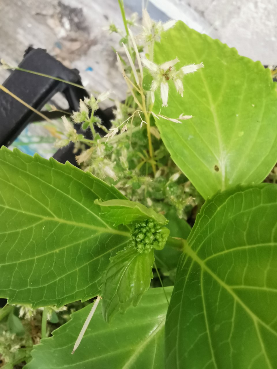 Bourgeons fermés d'hydrangea au centre de feuilles