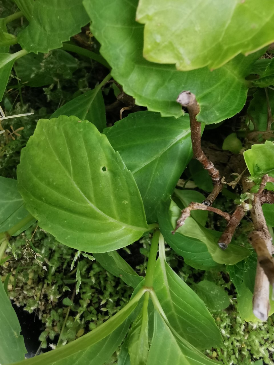 Vue en détail de la base d'une des nombreuses ramifications