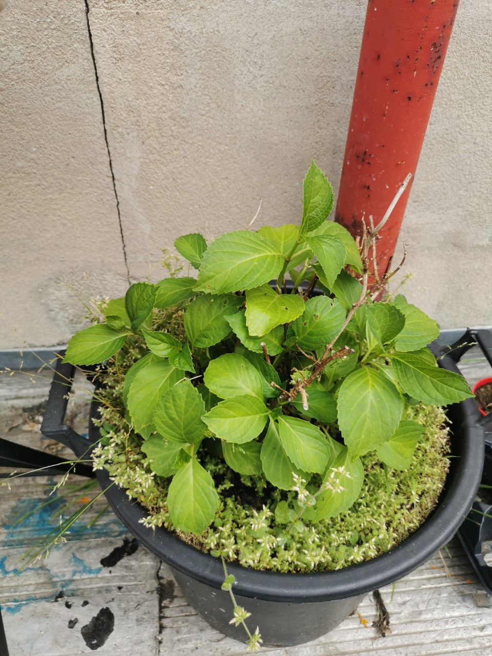Vue global d'un hydrangea en pot sans fleur
