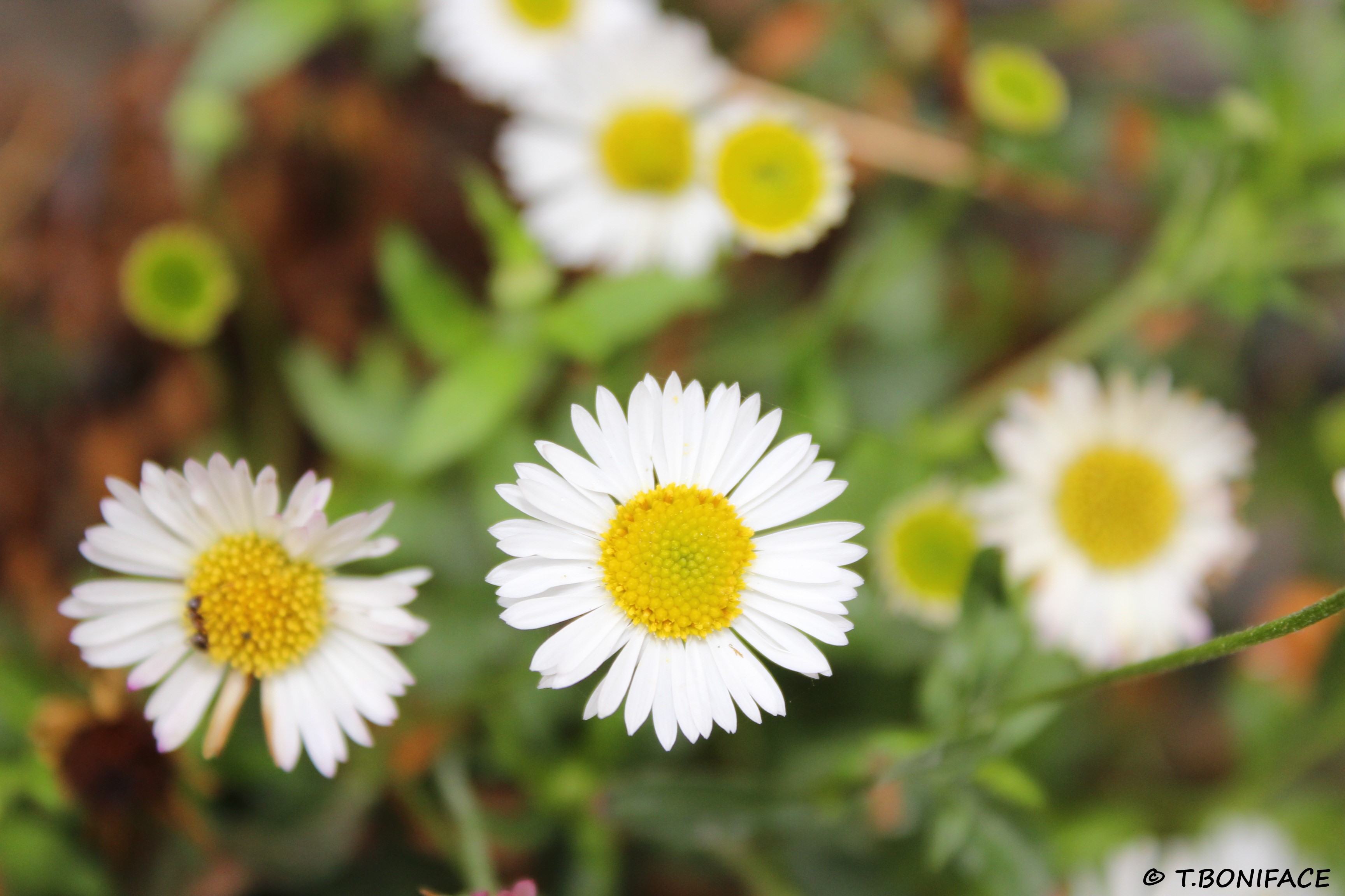 Fleurs de Pâquerette des murailles en gros plan
