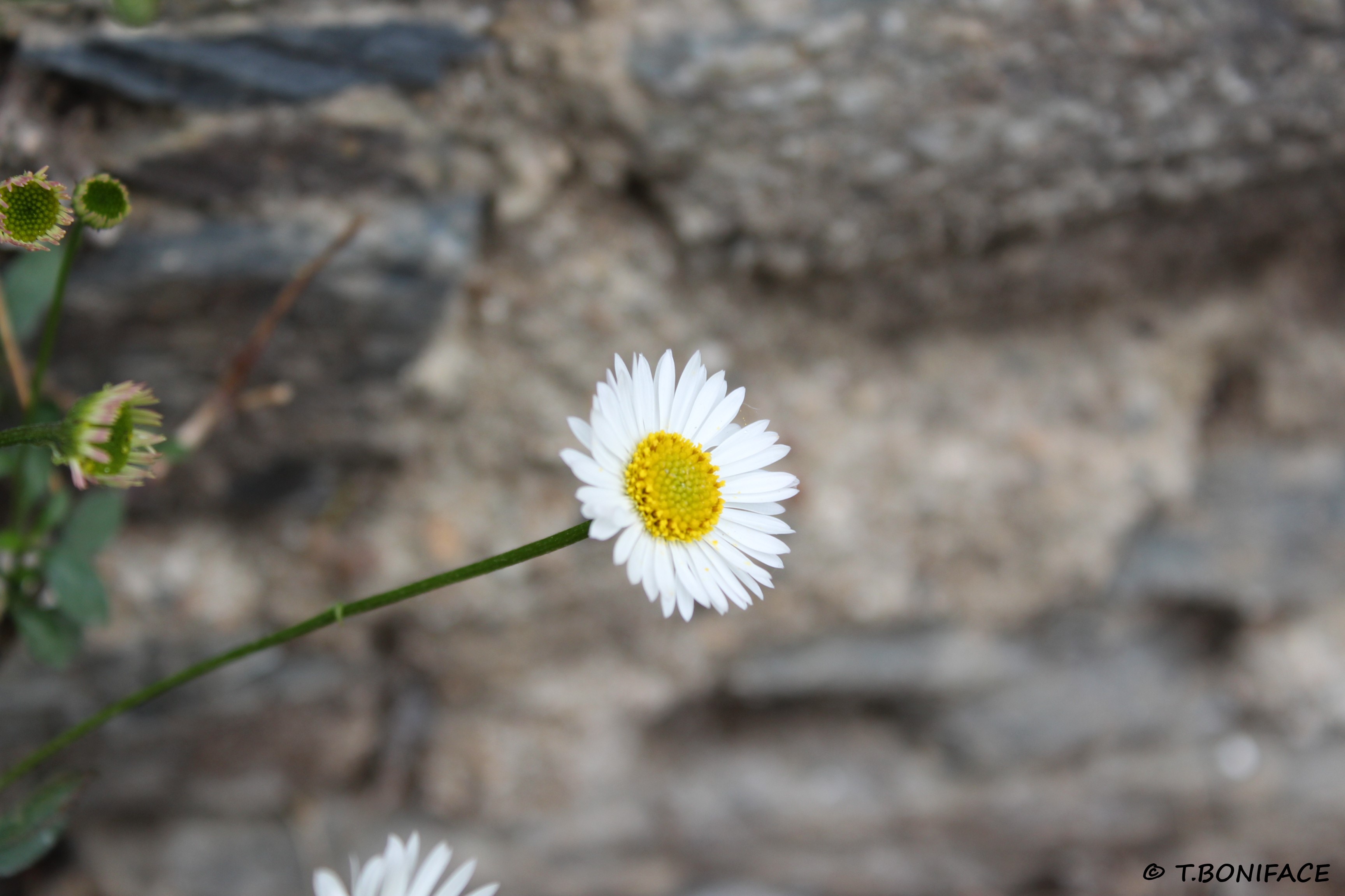 Détail d'une inflorescence de Pâquerette des murailles