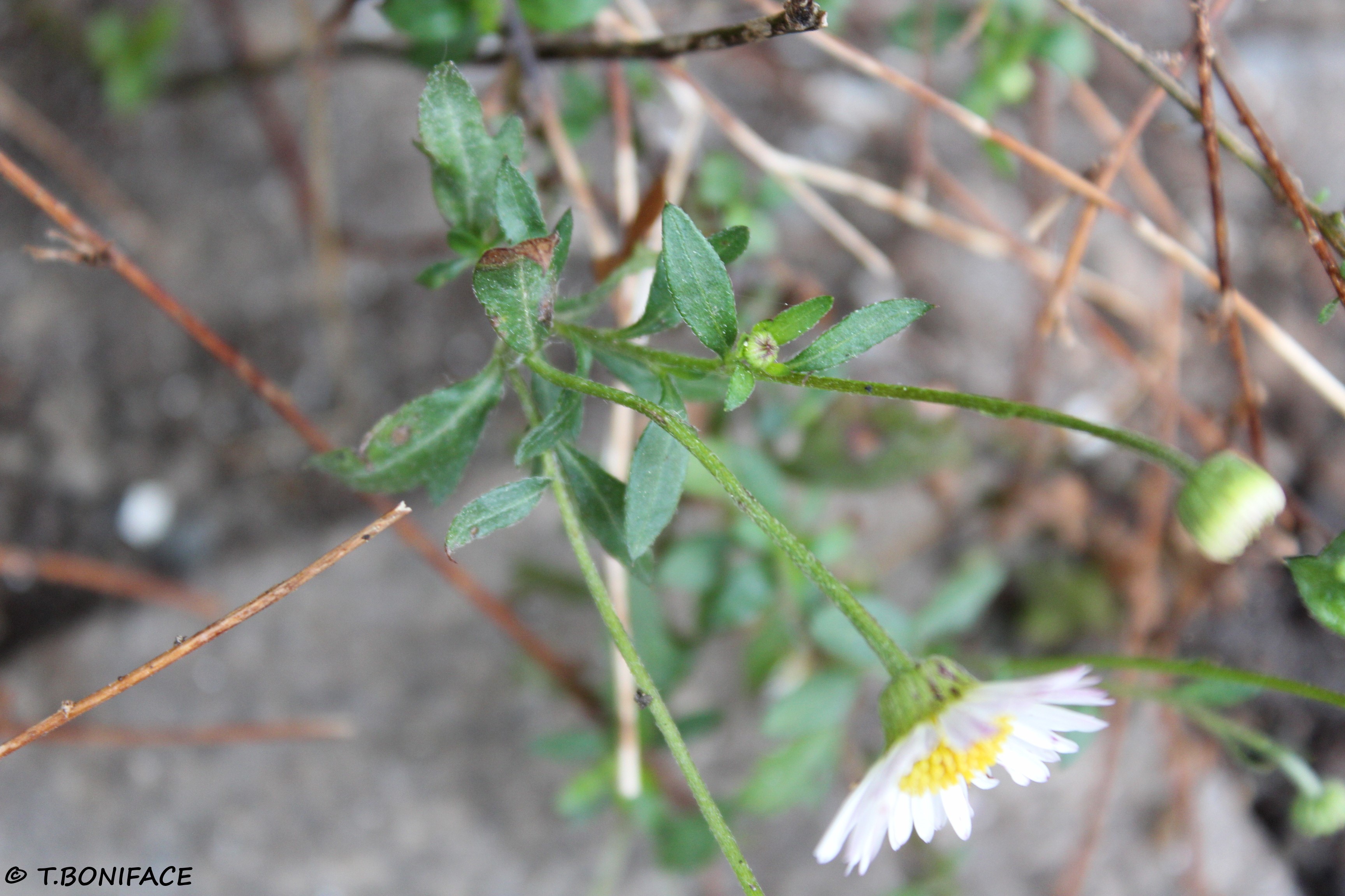 Détail du feuillage de Pâquerette des murailles