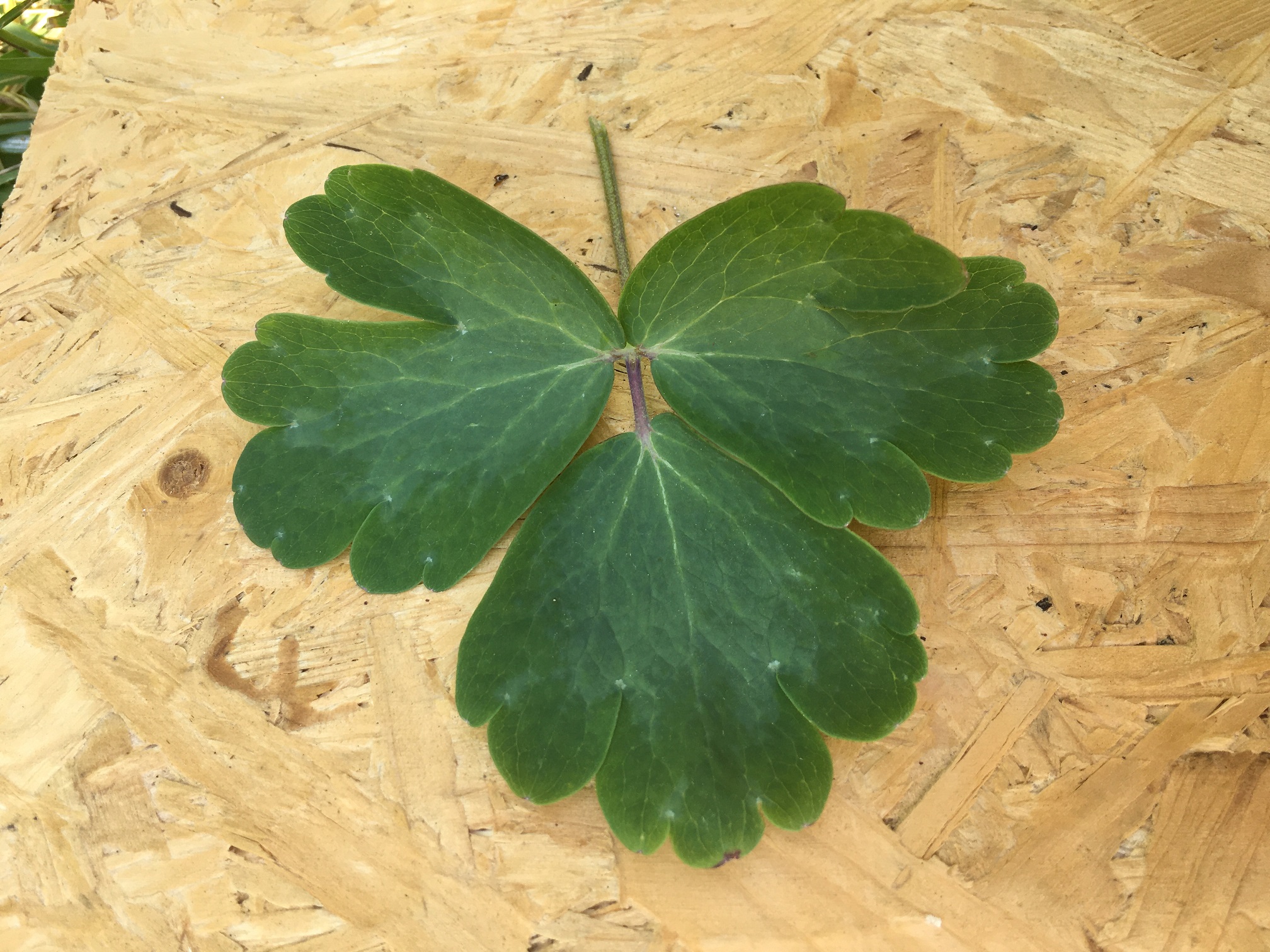 feuille d'ancolie sur fond de planche en bois