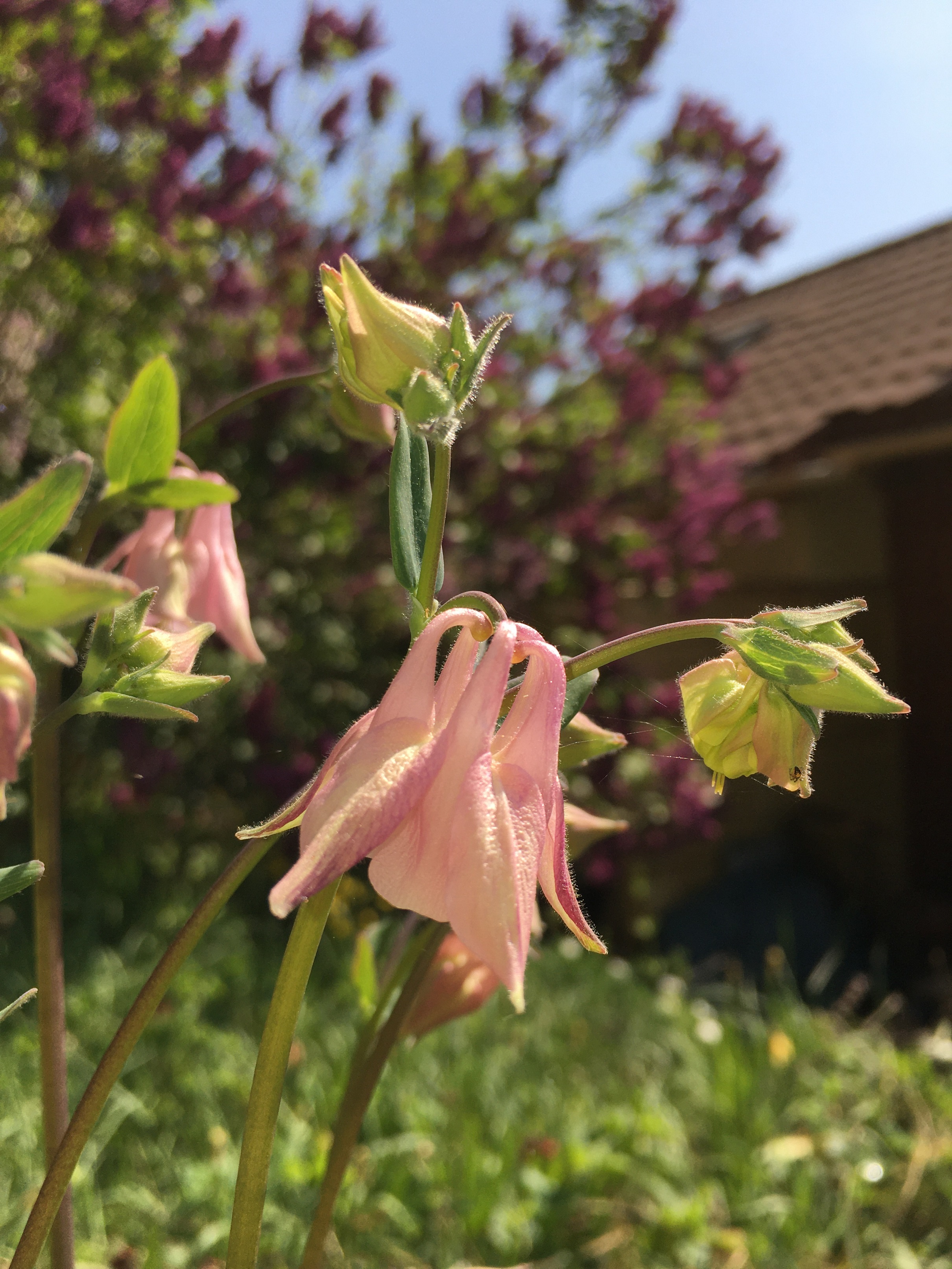 fleur d'ancolie rose