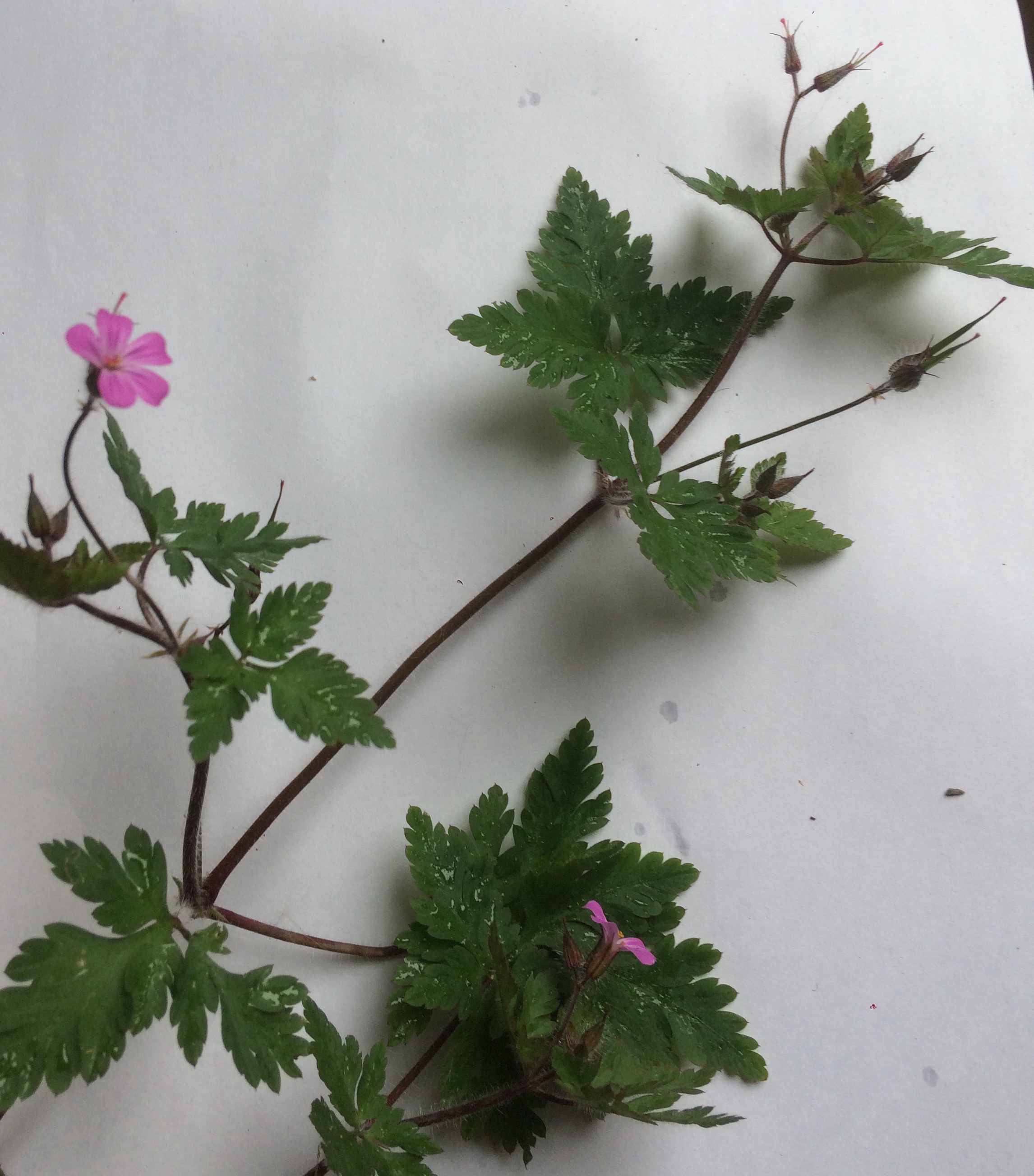 Géranium "herbe à robert" - vue globale