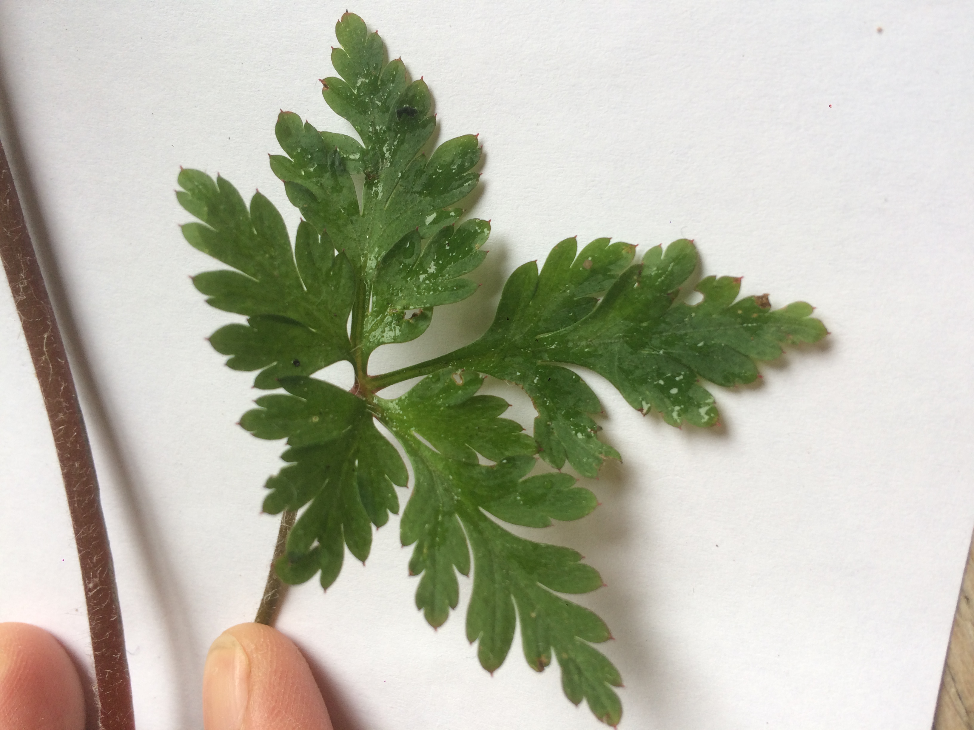 Géranium "herbe à robert" - feuille