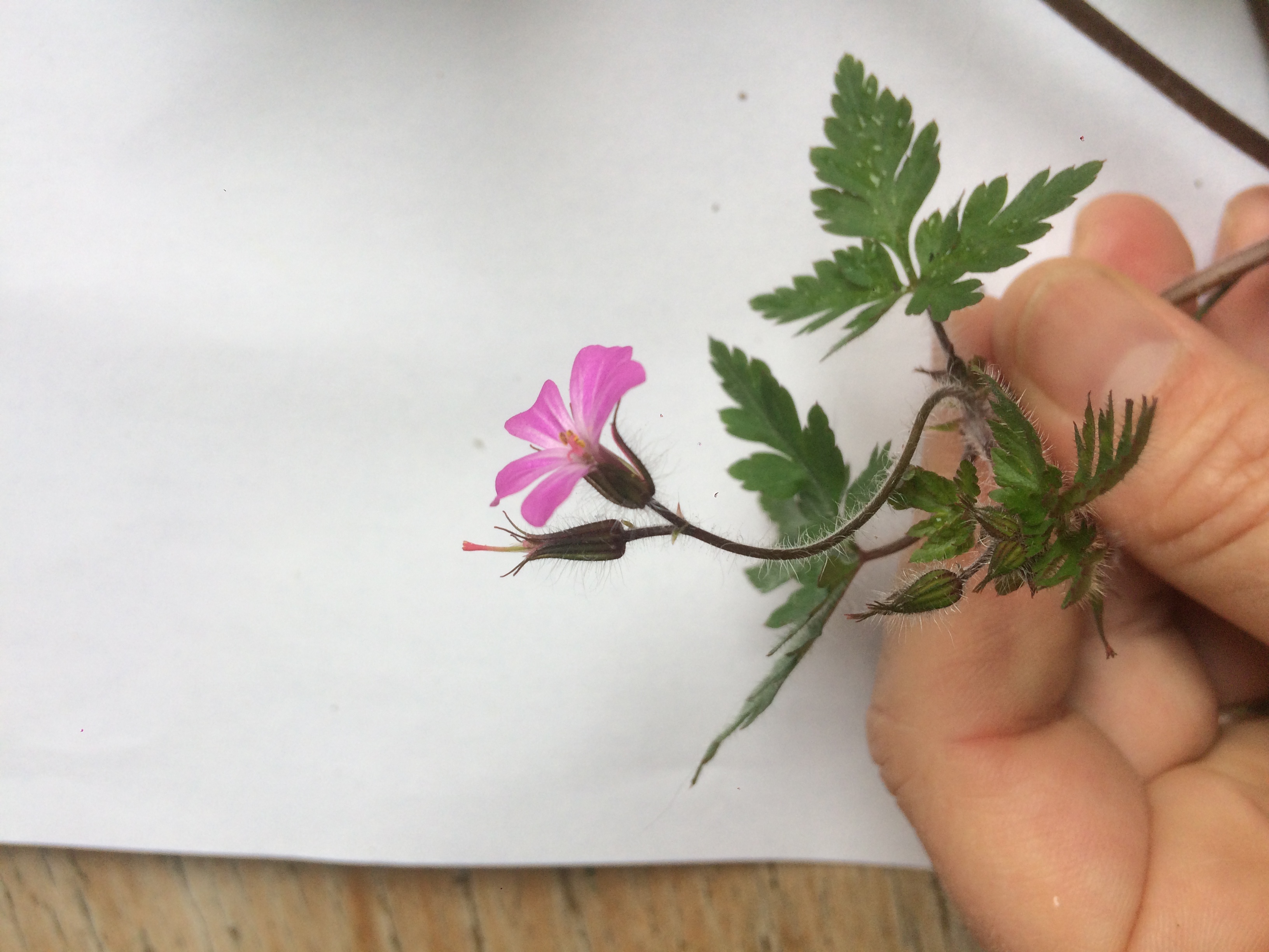 Géranium "herbe à robert" - inflorescence