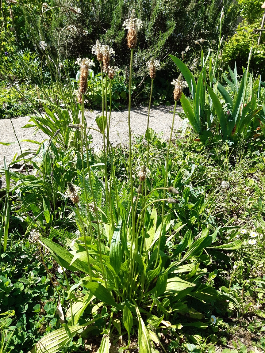 Pied de plantain en fleurs.