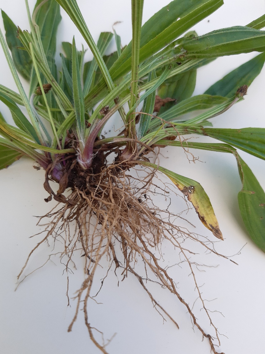 Vue sur les racines du plantain