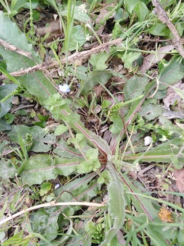 Veronique de Perse-Vue d'ensemble