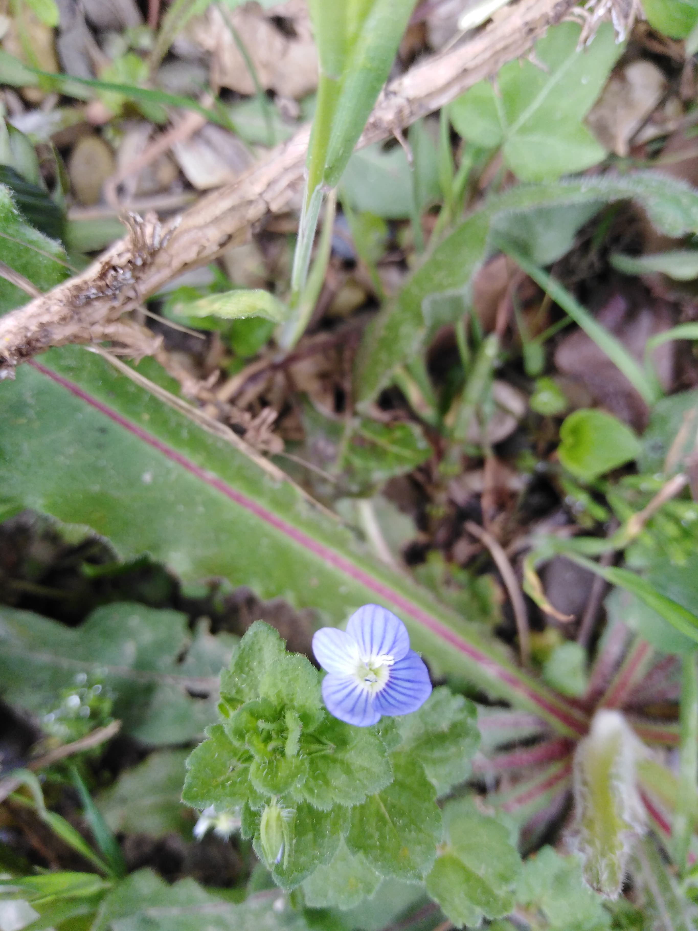 Veronique de Perse-Vue d'ensemble