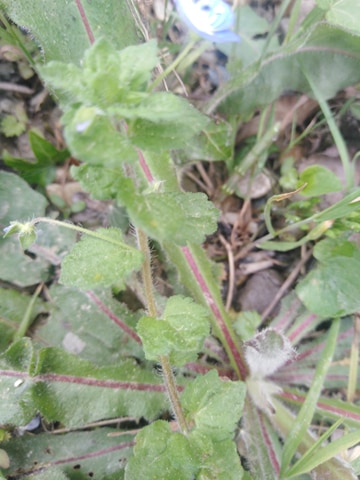 Veronique de Perse-Vue d'ensemble