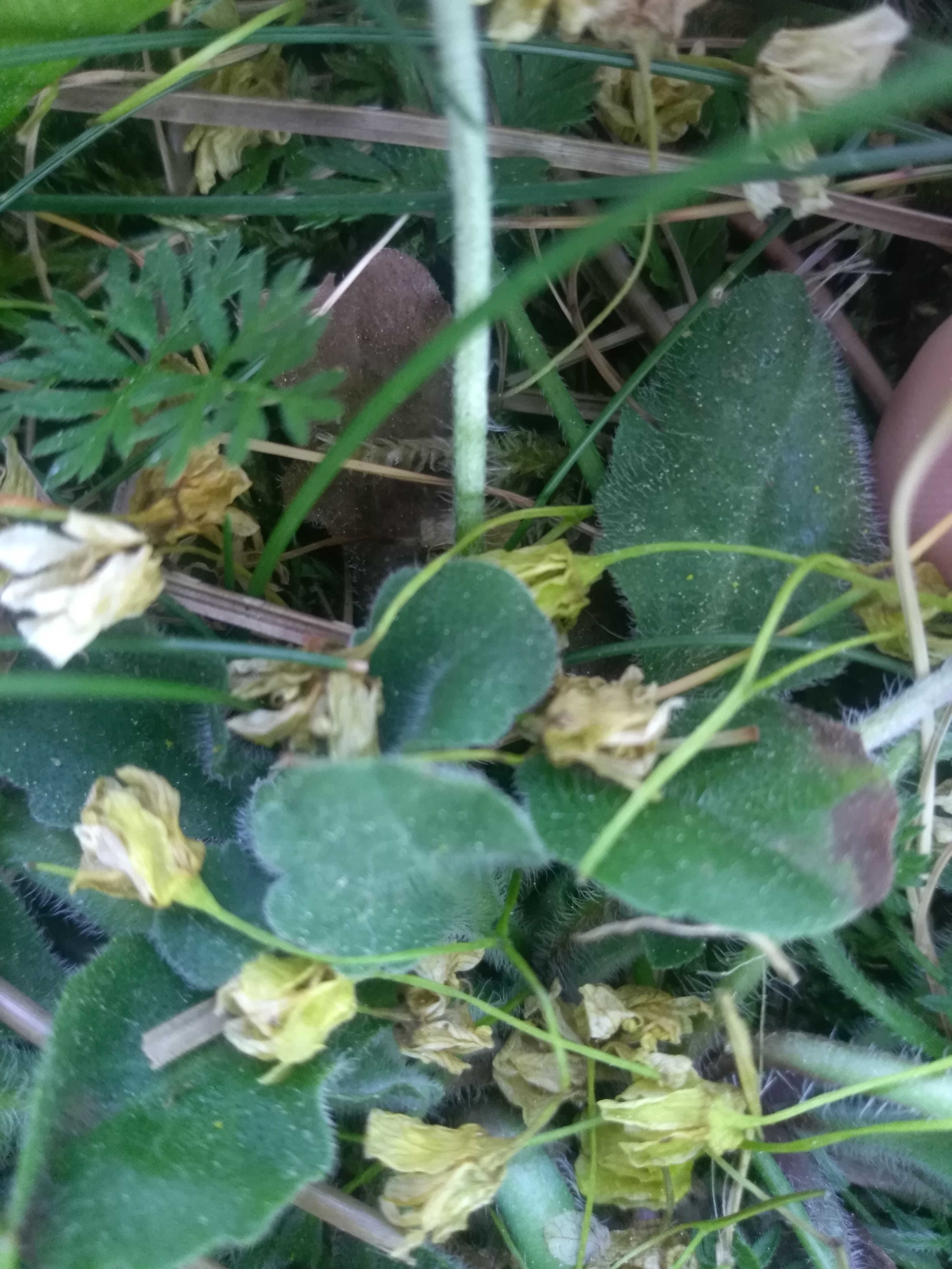 feuille de pâquerette