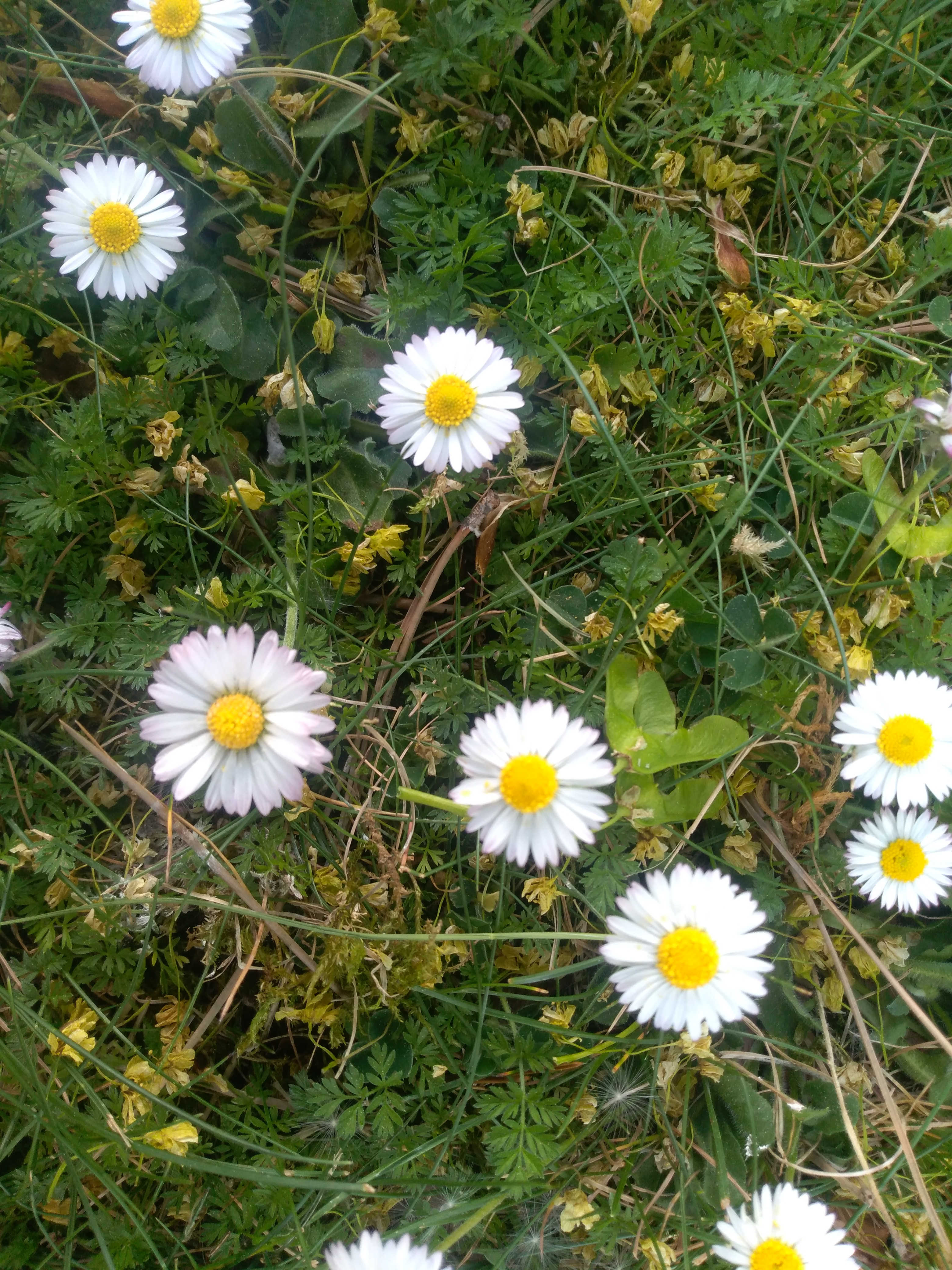 vue d'ensemble pâquerette