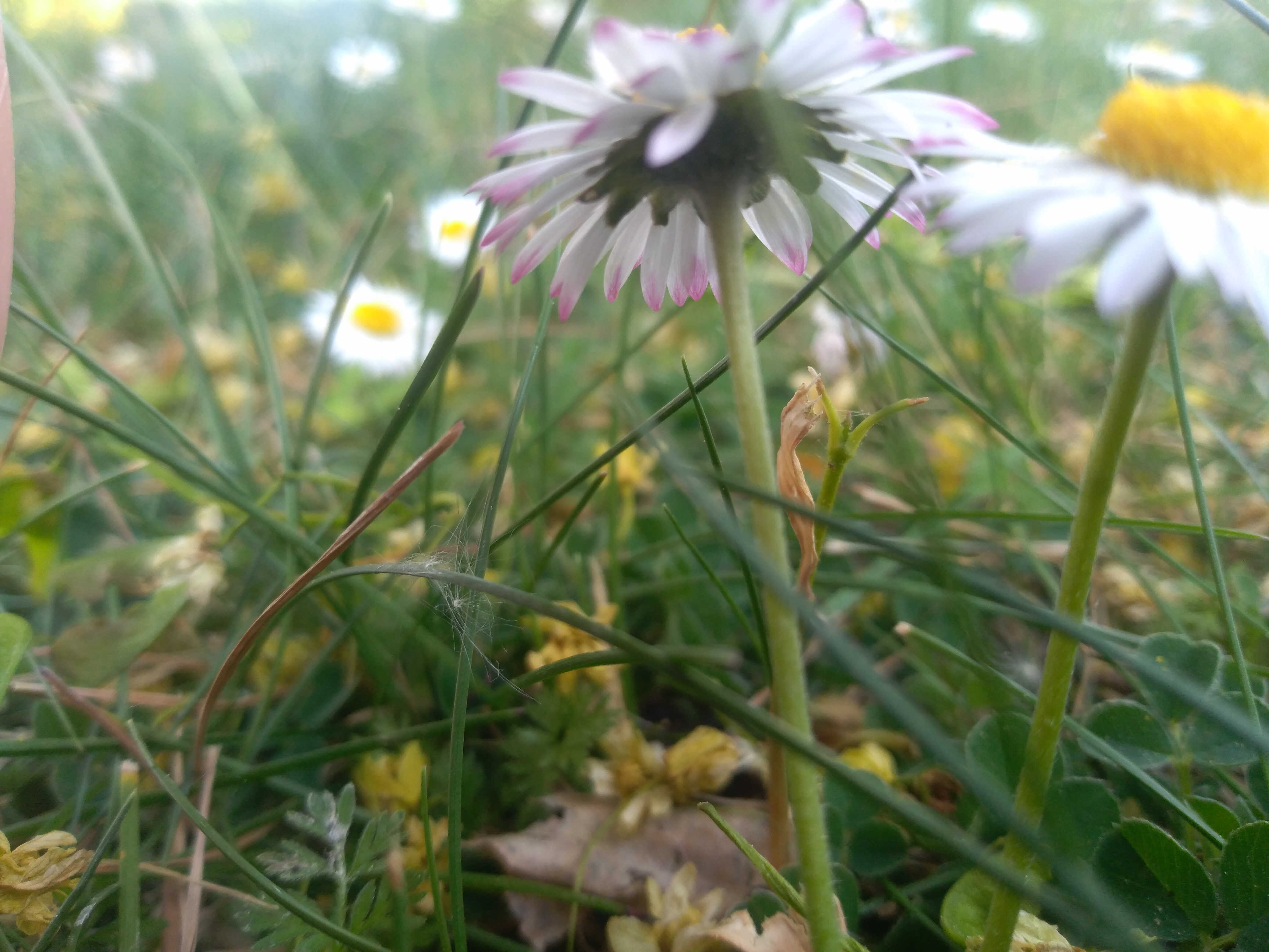 profil d'une pâquerette