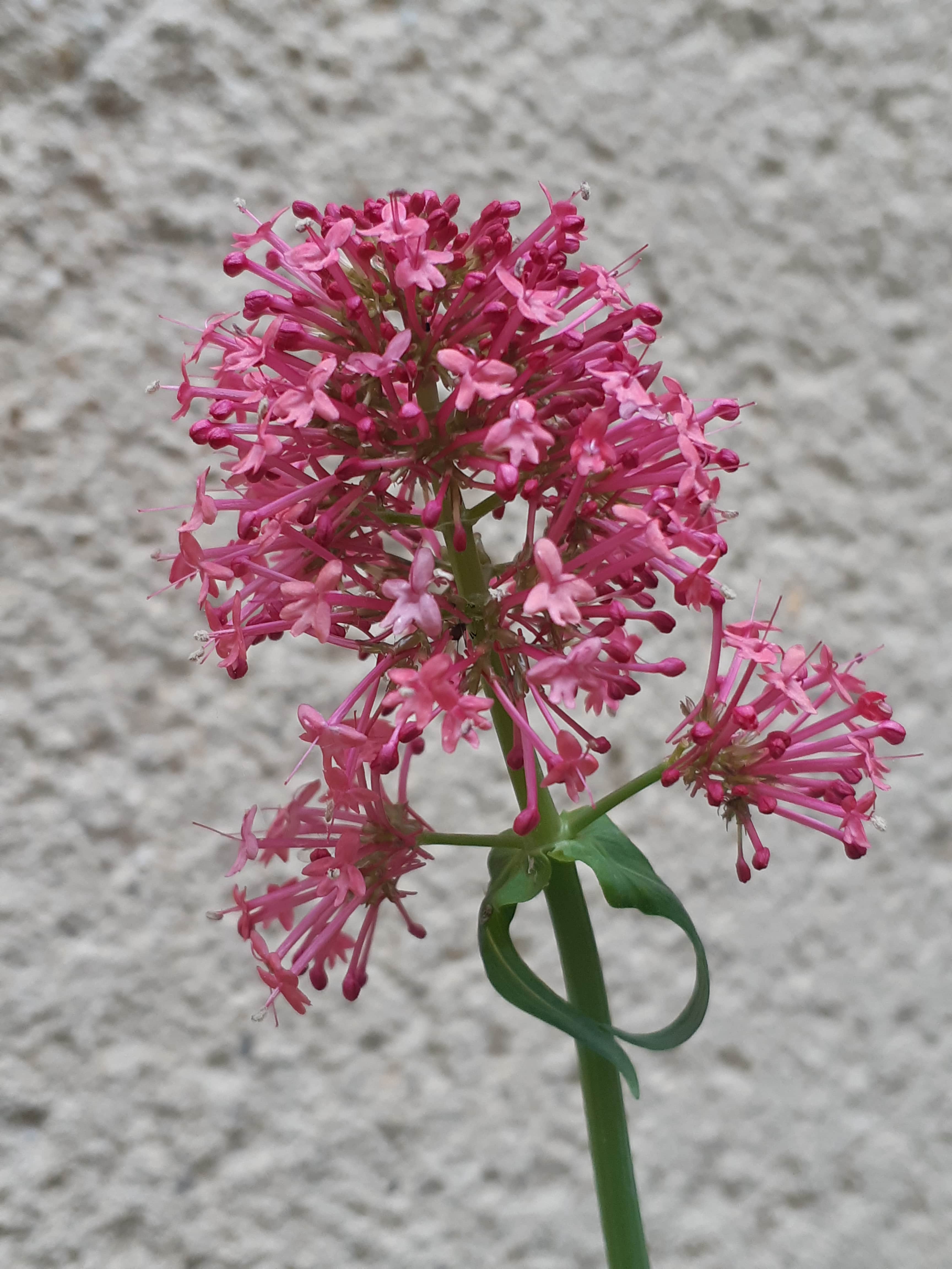 Fleur de Lilas d'Espagne