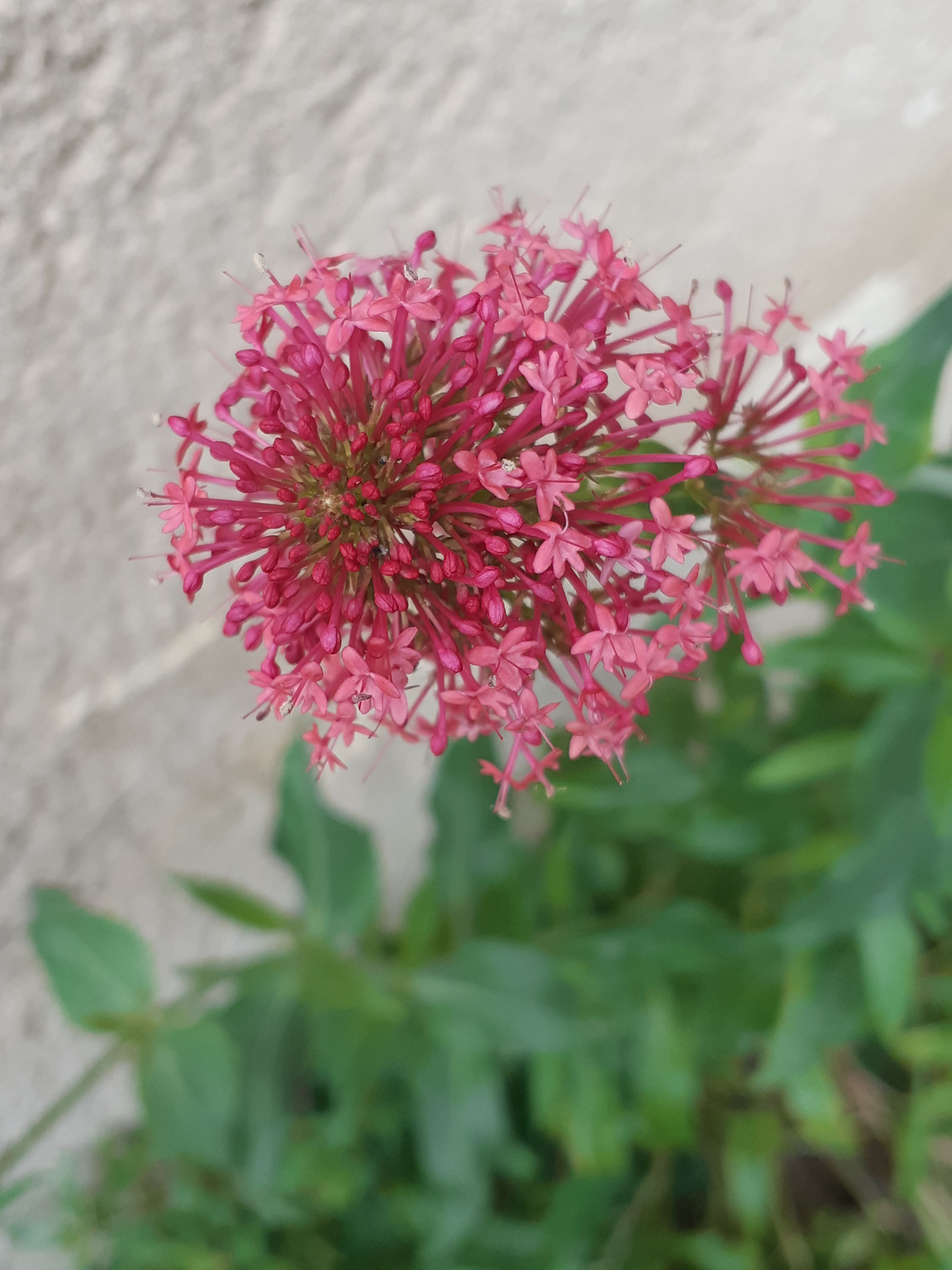 Fleur de Lilas d'Espagne
