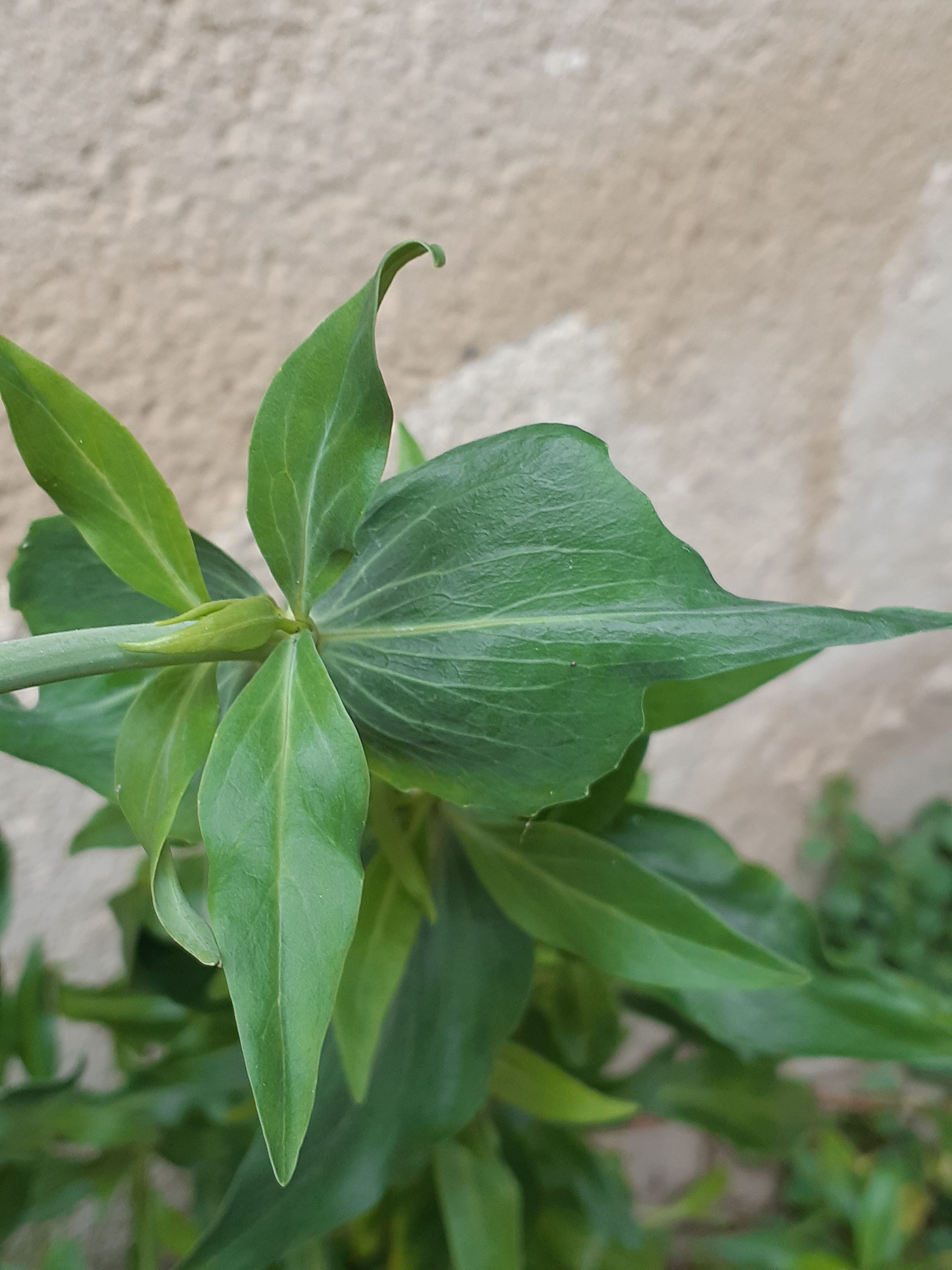 Feuilles du Lilas d'Espagne