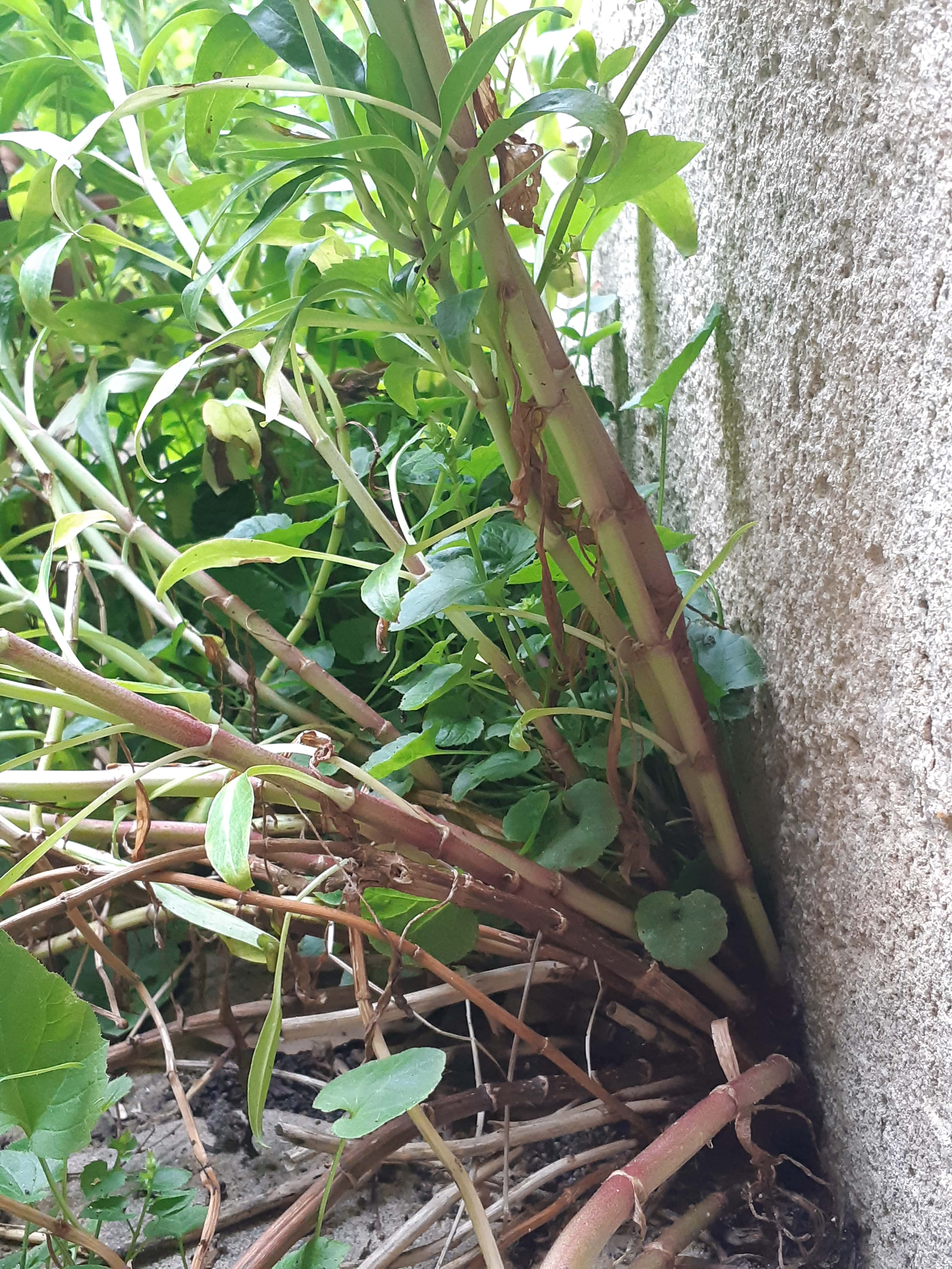 Tiges Lilas d'Espagne